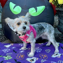 Thumbnail photo of A Miss Honey #3