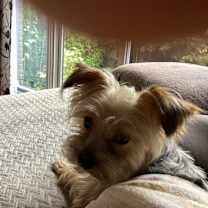 adopt-pet
