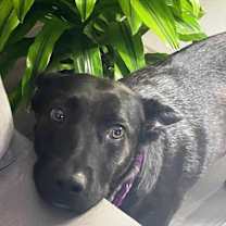 Thumbnail photo of Donna #4