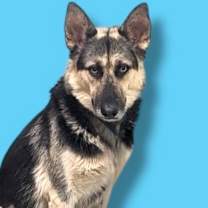 adopt-pet