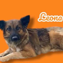 adopt-pet
