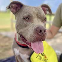 adopt-pet