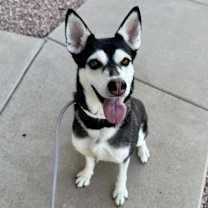 adopt-pet