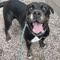 adopt-pet