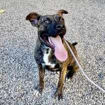 adopt-pet
