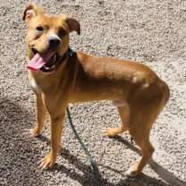 adopt-pet