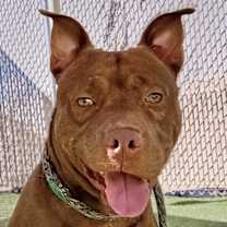 adopt-pet