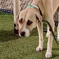 adopt-pet