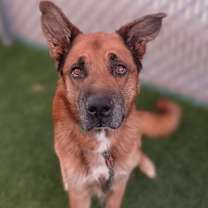 adopt-pet