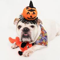 adopt-pet