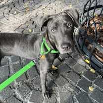 Thumbnail photo of Ashford #1