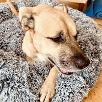 Thumbnail photo of Sugarberry #1