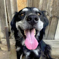 Thumbnail photo of Roxy #1