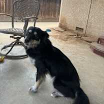 Thumbnail photo of Roxy #2