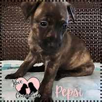 adopt-pet