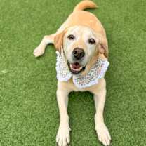 adopt-pet