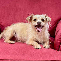 Thumbnail photo of Mindy #1