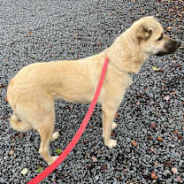 Thumbnail photo of Barkeisha #2