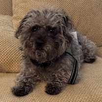 Thumbnail photo of Vader #1