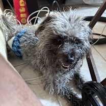 Thumbnail photo of Vader #2