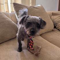 Thumbnail photo of Vader #4