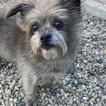 adopt-pet