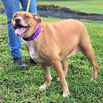 Thumbnail photo of Lilly*my adoption fee has been sponsored by the amazing man that manages Viscount in Wappingers* #3