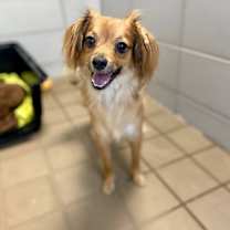 Thumbnail photo of Iago #4