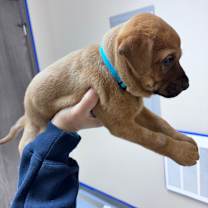 Thumbnail photo of Sully #2