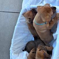 Thumbnail photo of Sully #3