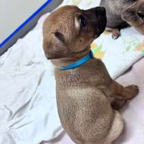 Thumbnail photo of Sully #4