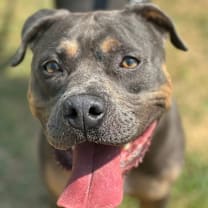 Thumbnail photo of Meatloaf #4