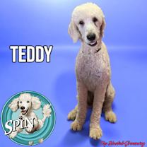 adopt-pet