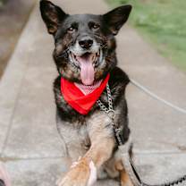 adopt-pet