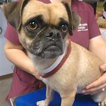 adopt-pet