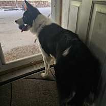 Thumbnail photo of Cooper #2