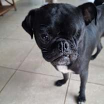 Thumbnail photo of Nachito #4