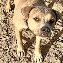 Thumbnail photo of DANDIE #4