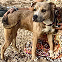 Thumbnail photo of DANDIE #4