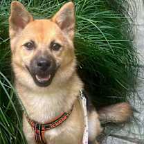 Thumbnail photo of Stella #1