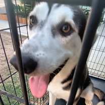 Thumbnail photo of SEBASTIAN #3