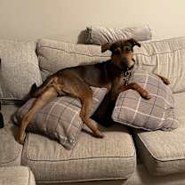 Thumbnail photo of Rambo #1