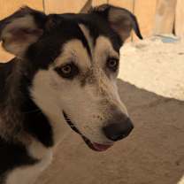 Thumbnail photo of ASPEN #2