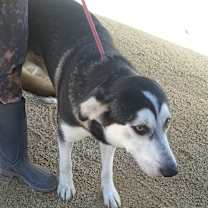 Thumbnail photo of ASPEN #1