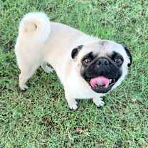 adopt-pet