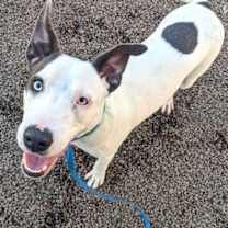 adopt-pet