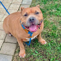 Thumbnail photo of Winston #2