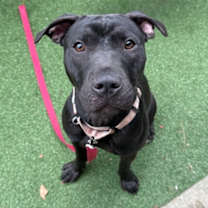 Thumbnail photo of Daisy #1