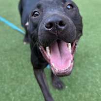 Thumbnail photo of Daisy #3