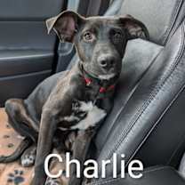 Thumbnail photo of Charlie D6124 #1